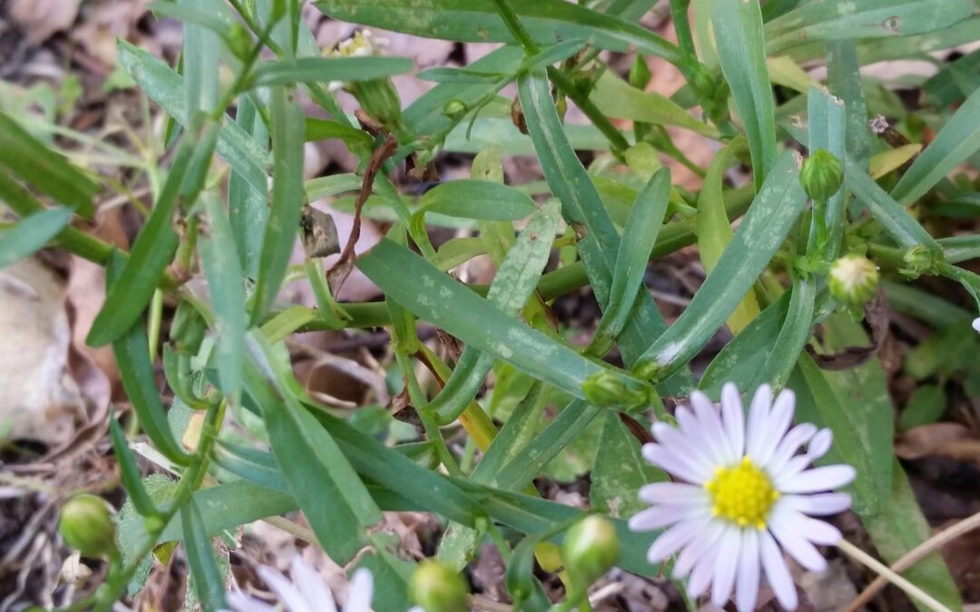 North Texas Native: Aromatic Aster