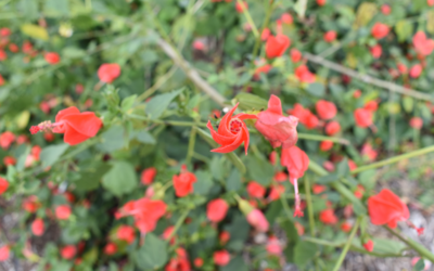 North Texas Native: Turk’s Cap