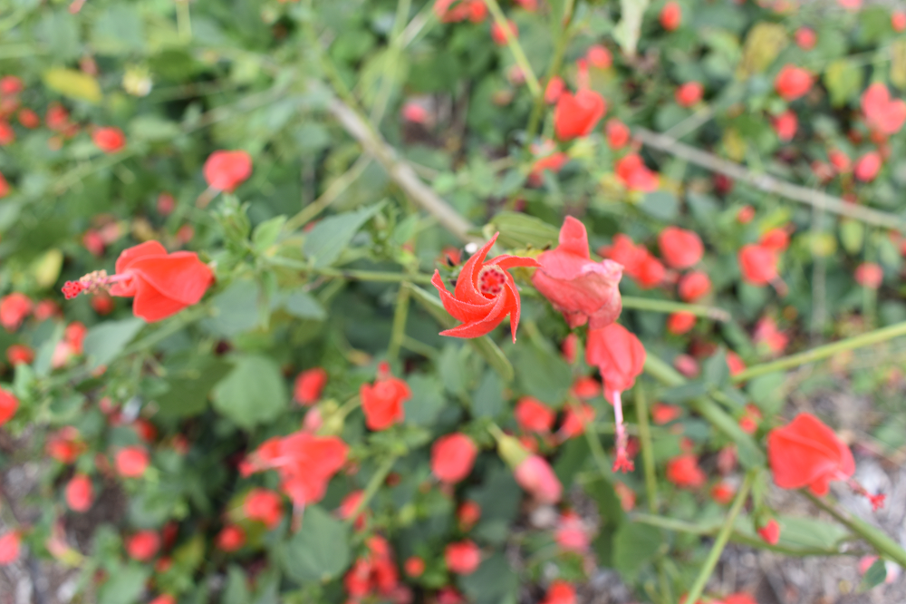 North Texas Native: Turk’s Cap