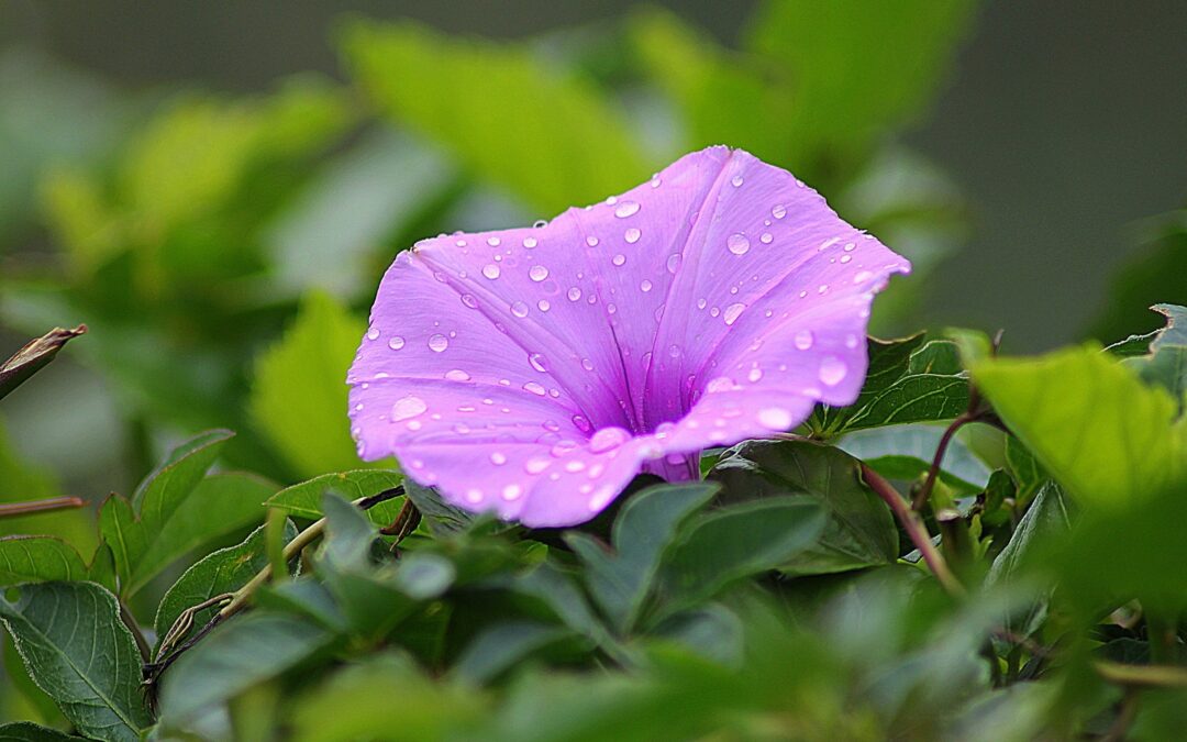 North Texas Natives: Native or Invasive – What’s the Difference?