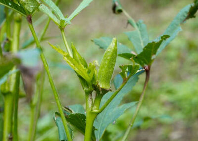 Okra Companion Plants: Pals For Your Pods