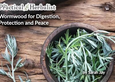 Wormwood Artemisia spp for Digestion, Protection, and Peace