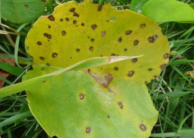Cercospora Leaf Spot: Another Annoying Fungus
